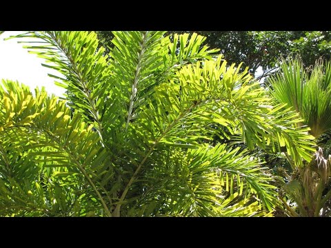 Videó: A rókafarkú pálmafák gondozása