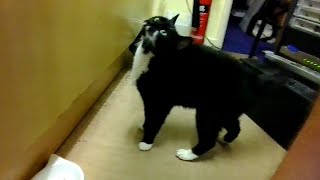 Laserdisc Aliens Dolby Stereo Ntsc Thx Sound System With My Cats And Ranting