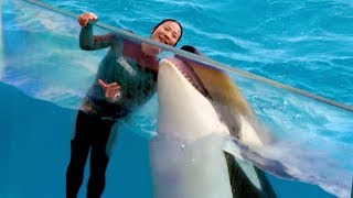 Killer Whale Orca Show In Japan Kamogawa Sea World Ver 2.  Sea Animal Show 5 【4K】
