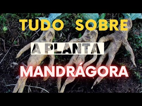 Vídeo: Informações sobre Mandrágoras - Aprenda sobre o cultivo de raízes de mandrágoras