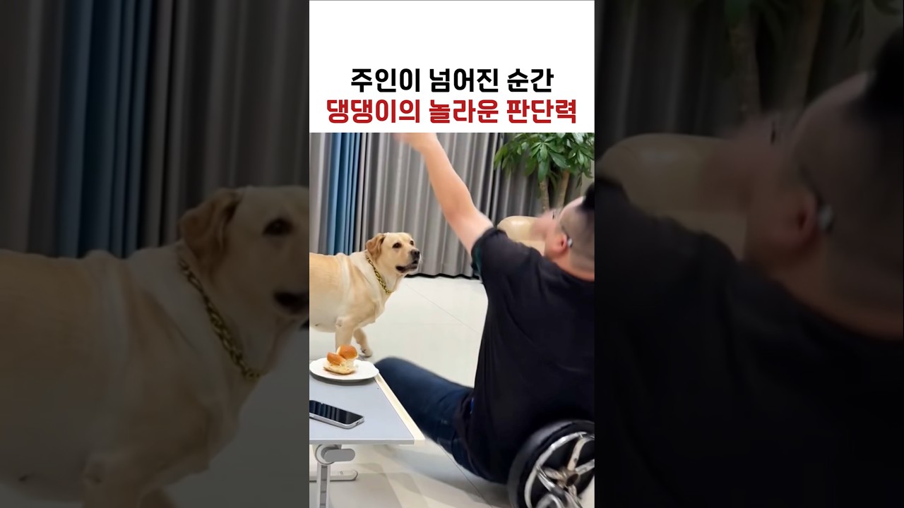 주인이 넘어진 순간 댕댕이의 놀라운 판단력ㅋㅋ