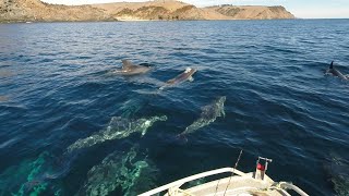 Kangaroo Island Easter 2024 Part 6  Dolphin spectacular! #KangarooIsland #Dolphins #WesternRiver