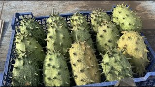 видео: Убираю последний урожай из теплиц. Готовлю дачу к зиме. картинка: Убираю последний урожай из теплиц. Готовлю дачу к зиме.