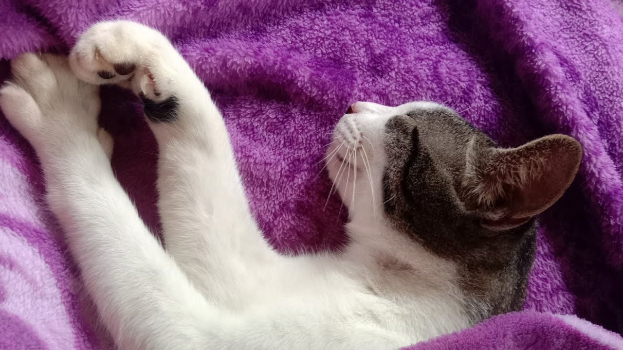 Chatrine's family 😺 is live! - YouTube