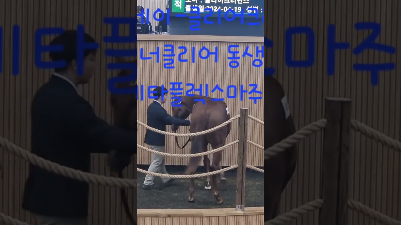 레이스데이-클리어크리던스(위너클리어동생, 메타플렉스마주, 7.800만원)