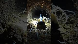 You Won’t Believe This Bug Has a Camera! 😳 #youtubeshorts #viralvideo