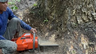 Suddenly it's raining, this tree is out of control !! See what happened..