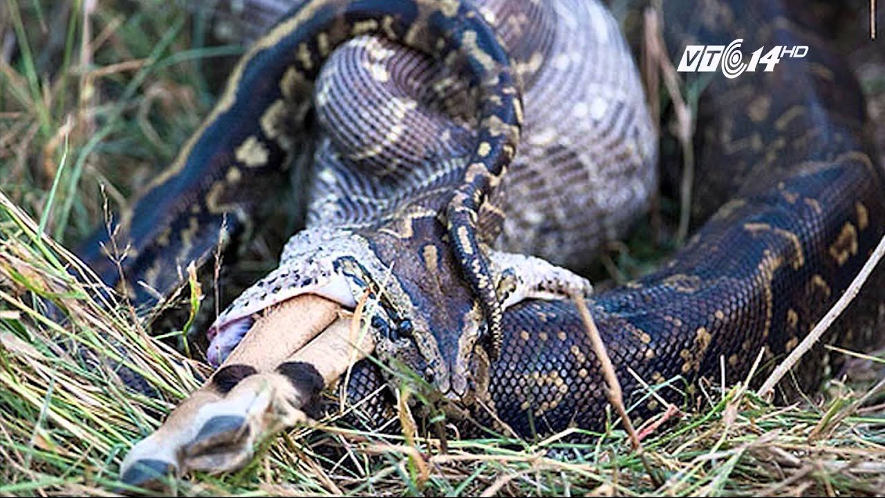 фото змей кобра. Joab anaconda. иероглифовый питон. добыча змея я ваша. анаконда заглатывает крокодила.