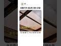 비둘기가 떠나지 않는 이유