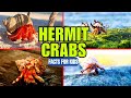 Hermit Crabs Quiz