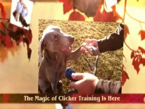 [Clicker Training for Dogs] - How to Become a Super Dog ...