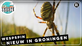 Prachtige wespspin nu ook op de Groningse stuwwallen | TV | Vroege Vogels
