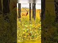 Охота на оленя в дикой природе | Тихий подход и точный выстрел225#охота #охотаналеня #охотавлесу