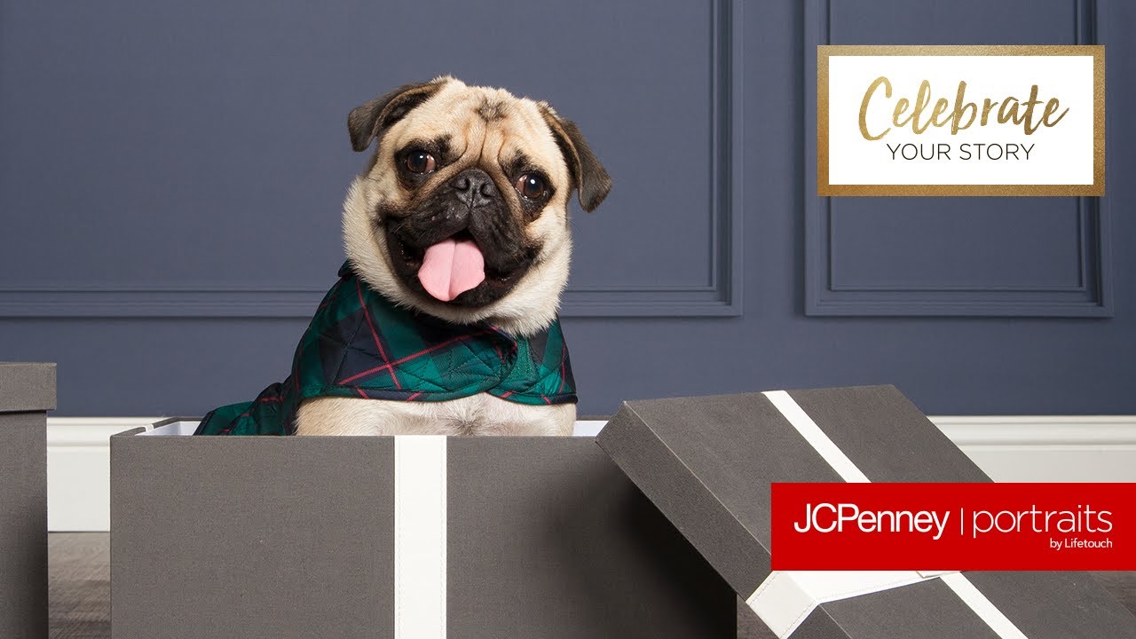 Holiday Pet Photography JCPenney Portraits YouTube Holiday Pet Photography JCPenney Portraits YouTube