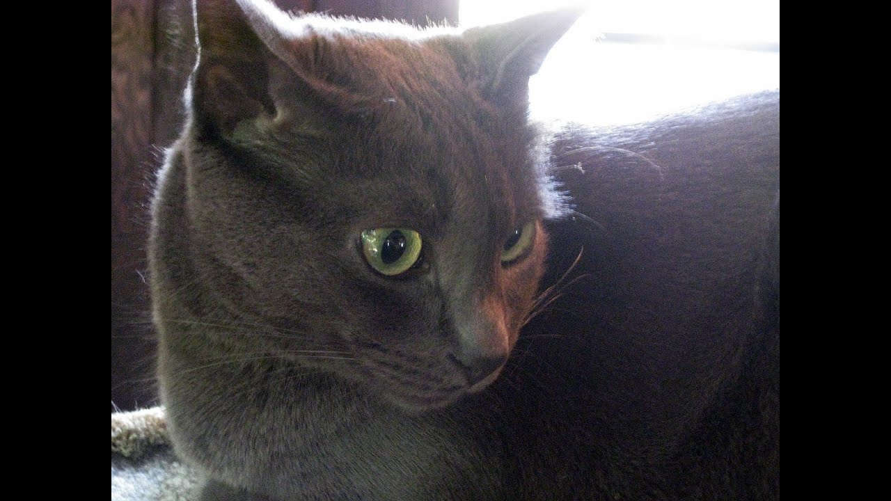 The Cat Days Of Our Lives - Episode 9