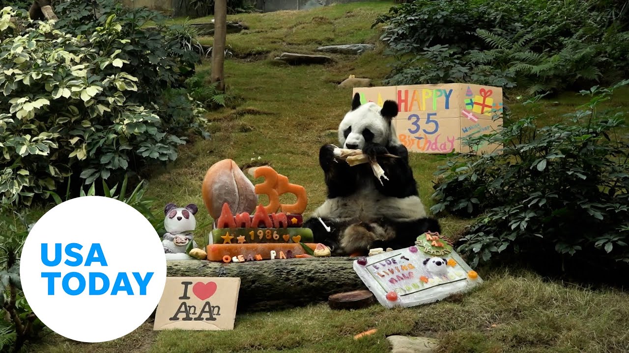 World's oldest male panda dies at 35 | USA TODAY