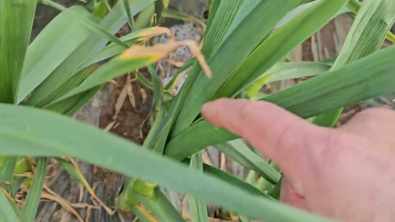 황금알농법 마늘 마늘재배 마늘농사 마늘비료량 마늘심는시기 마늘비료량 