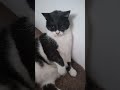 Мой любимый Марсик кот