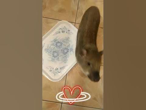 Мини -пиг ест вкусняшки 💟Медовая малина - YouTube