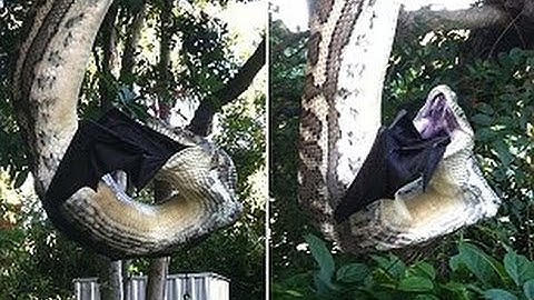 Python swallows a huge BAT as it hangs from a tree in Queensland