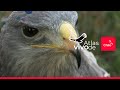 #24 Hospital de aves rapaces - Atlas Vivo de Chile