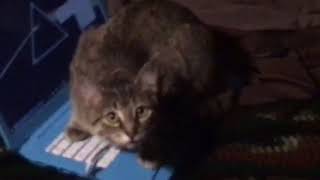 My Cat Hacked My Computer