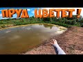 УБИВАЮ РЫБУ В ПРУДУ ! СТРАУСЯТА КУПАЮТСЯ И ГУЛЯЮТ ! [Жизнь в деревне]