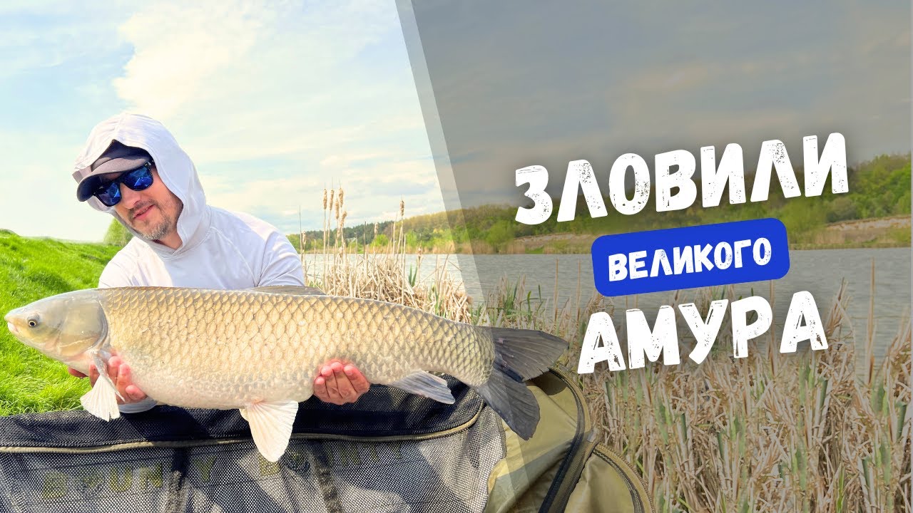 Білий амур під час турніру Кубок Орієнт. Важка весняна ловля коропа на озері ТРОФЕЙНА ДОЛИНА