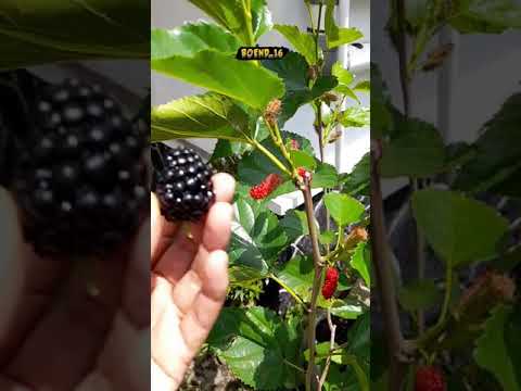 Video: 5 Semak Dan Pohon Dengan Berry Putih - Tanaman Dengan Berry Putih