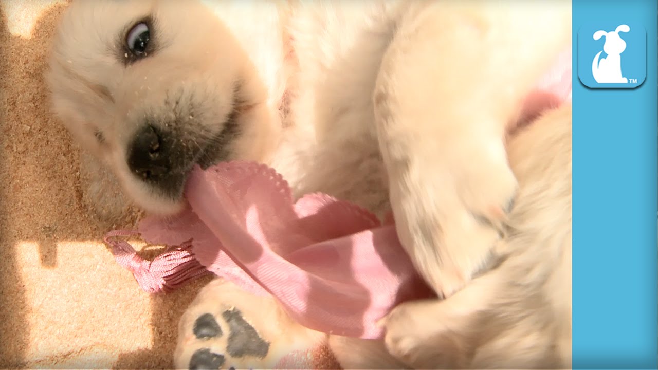 cute funny pet videos Precious Golden Retriever Puppies Play Tug-of-War! - Puppy Love