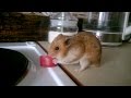 Hamster and an apple / Хомяк и яблоко 🐹 🍎