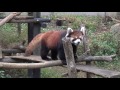 16.11 千葉市動物公園 レッサーパンダのまいとみい の動画、YouTube動画。