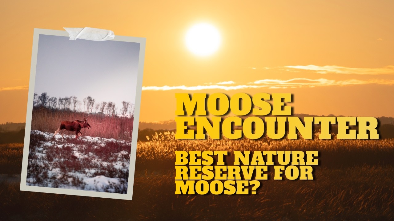 Surprised by a MOOSE in the Danish wilderness | POV Reaction