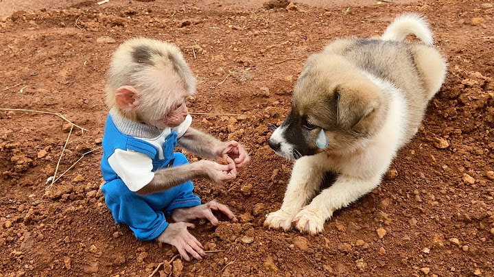 What Jobi monkey does to comfort the poor crying puppy? Heartwarming moment