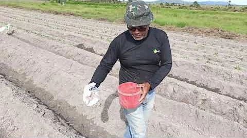 Qual o melhor mês para plantar batata doce?