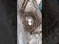 بيض اليمام بري  لايك اشتراك بالقناه ليصلك كل جديد اشترك بل قناة وفعلو الجرس ليصلكم كل جديد