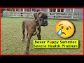 Boxer Puppy Sammies Severe Health Problem! 😢😢😢