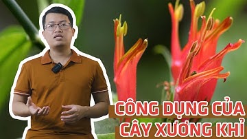 Tìm hiểu công dụng của cây bìm bịp (cây xương khỉ) và một số bài thuốc từ cây bìm bịp