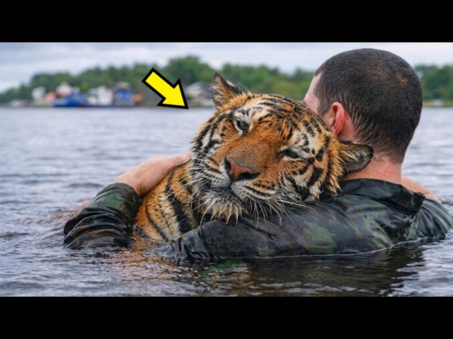 Солдат рискнул спасти тонущего тигра, но дальше произошло нечто невероятное!