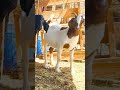 #sukoonbyali #viral#eidmubarak #eiduladha #2026shorts