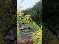 Цветёт жёлтая акация!