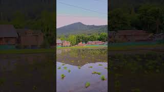 "Theij-Kaad"🌾✨ season. #kashmir #paddyseason #youtubeshorts #ytshorts #shorts