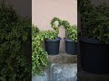 jade plant #shorts #ytshort #flowers #plants #gardenplant #roseplant