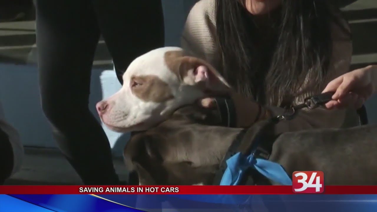 New York aims to save animals in hot or freezing cars