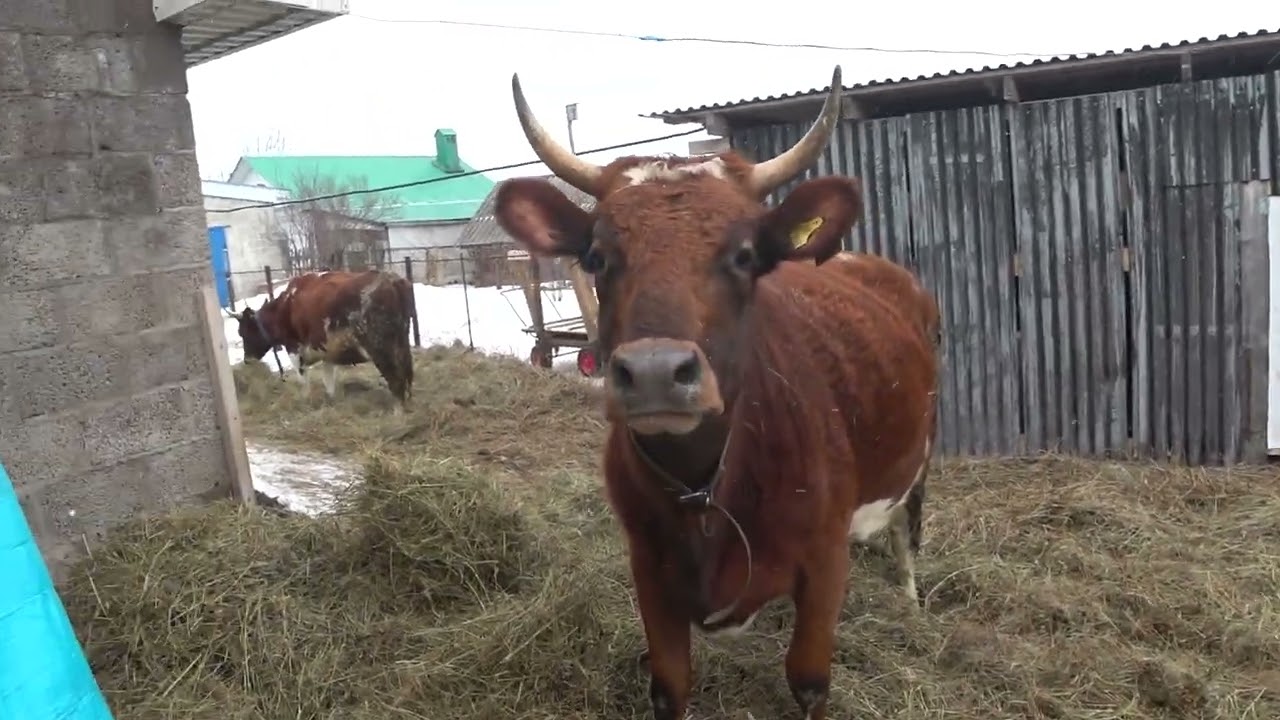 На что может рассчитывать ЛПХ от государства .