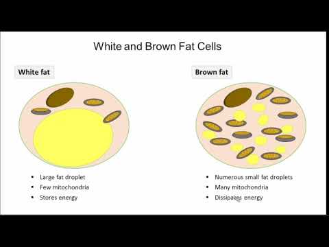 Transcriptional Control of Adipose Tissue Phenotype