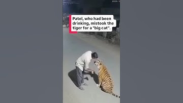 A 52-year-old man, Raju Patel, was recorded on video attempting to pet a sub-adult Bengal tiger
