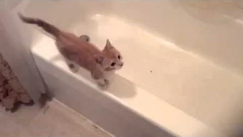 Video 1750591: cat bathtub fails