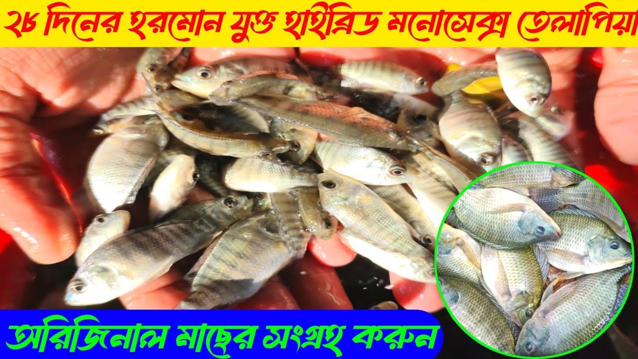 ২৮ দিনে হরমোন যুক্ত। হাইব্রিড মনোসেক্স তেলাপিয়া মাছের পোনা। যেকোনো সাইজের আমাদের কাছে পাওয়া যায়।