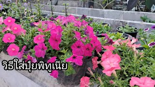 วิธีใส่ปุ๋ยพิทูเนียให้มีดอกสวยงาม